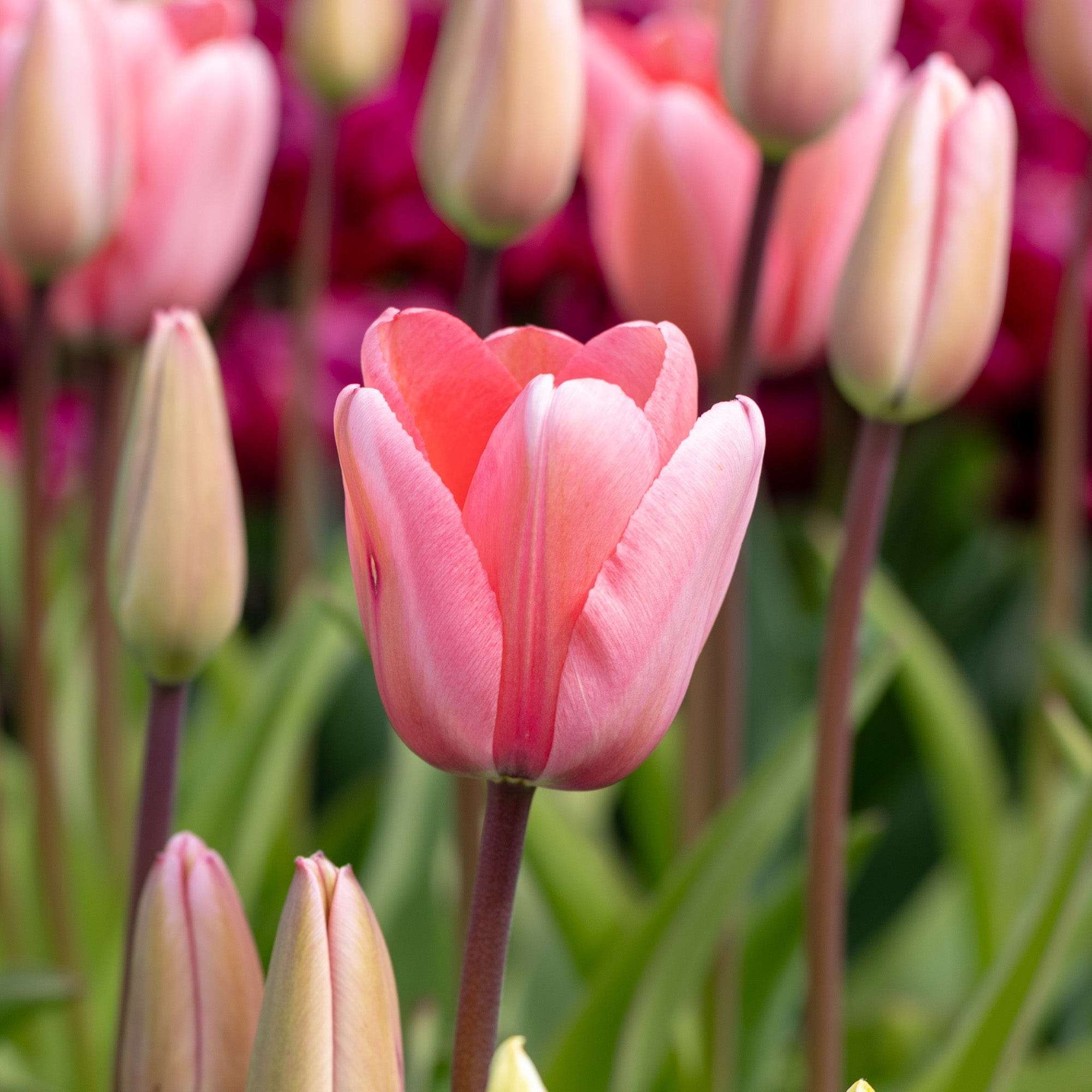 Tulpe 'Pink Impression'
